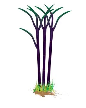 Black sugar cane plant vector design Stock Illustration