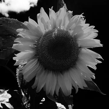 Black sun flower Stock Photos