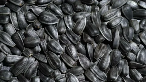 Black Sunflower seeds Stock Footage 153940260