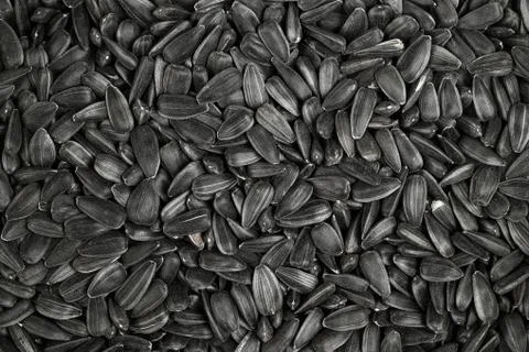 Black sunflower seeds. Top view. Sunflower seeds background Stock Photos