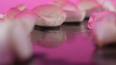 Black surface reflects white-pink rose petals with dewdrops. Light sparkles.. 스톡 동영상 299241372