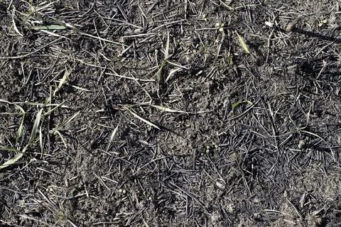 Black surface of the rural field with a burned grass. Stock Photos