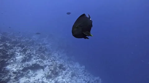 Black surgeonfish Stock Footage 280062812