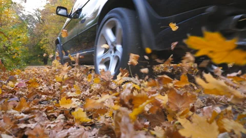 Black SUV driving fast along an empty road over yellow leaves at park. Colorful Stock Footage