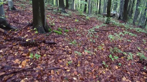 Black SUV driving through muddy trail in the woods. Video stock 78626103