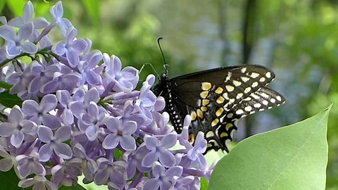 Black swallowtail butterfly drinking nectar from a lilac bush by the lake. Stock-Footage 73787507
