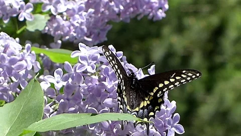 Black swallowtail butterfly drinking nectar from a lilac bush by the lake. Stock-Footage 73788274