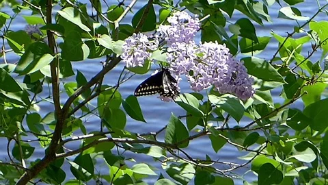 Black swallowtail butterfly drinking nectar from a lilac bush by the lake. Stock-Footage 73788290