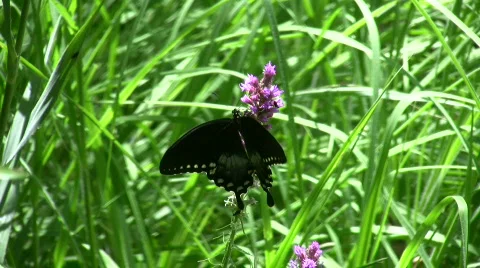 Black Swallowtail Butterfly Stock Footage 156319