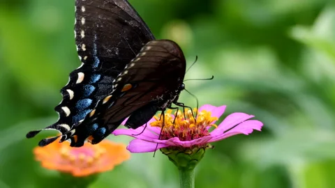 Black Swallowtail butterfly Stock-Footage 202607266