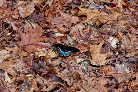 Black swallowtail butterfly Stock Photos