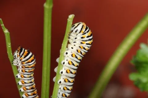 Black Swallowtail Caterpipllars Stock Photos