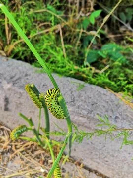 This is a black swallowtail larva on a celery stem Stock Photos