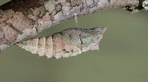 Black Swallowtail Pupa Stock Footage 26663293