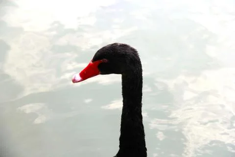 The Black Swam 写真素材