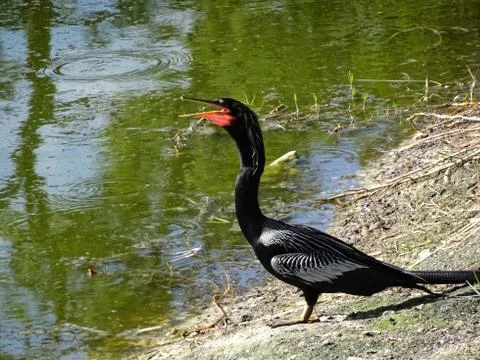 Black swamp bird on the shore Stock Photos