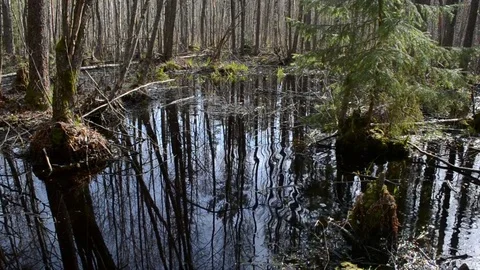 Black swamp in early spring Stock Footage 76226007