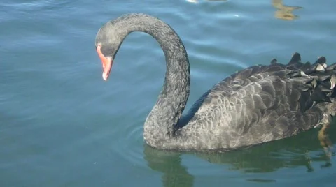 Black Swan 1 of 2 Stock Footage 829545
