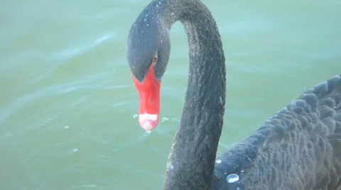Black Swan 2 of 2 Video stock 829548