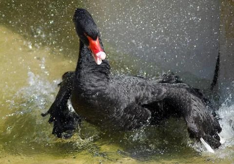 Black Swan 2 Stock Photos