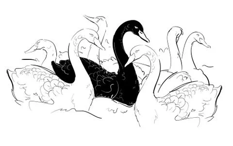 Black swan among white swan hand drawn sketches white isolated background Stock Illustration