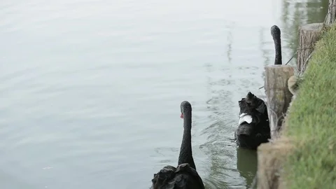 Black swan, anatidae 스톡 동영상 87564591