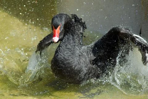 Black Swan bathing Stock Photos