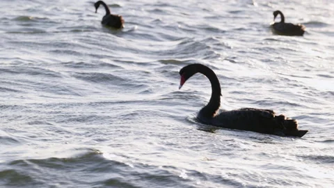 Black swan battles rough waters of Swan River. Two other swans join him Stock-Footage 151237219