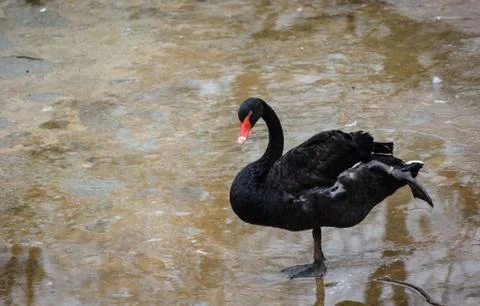 Black swan bird Stock Photos