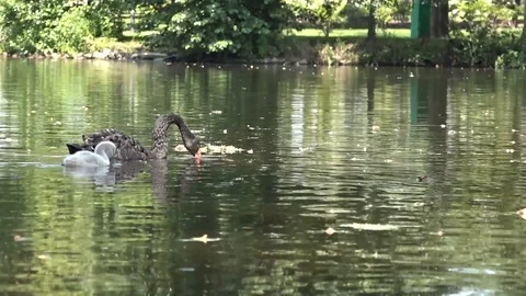 Black swan with chick Video stock 100065443