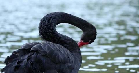 Black Swan cleaning itself. Extremely close up 4K Video Stock Footage 188551151