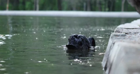 Black Swan cleaning itself. Extremely close up 4K Video Stock Footage 188837600