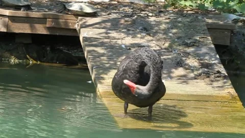 Black swan cleans its feathers. Southern Cultures Park in Adler (Sochi). Stock Footage 321367829