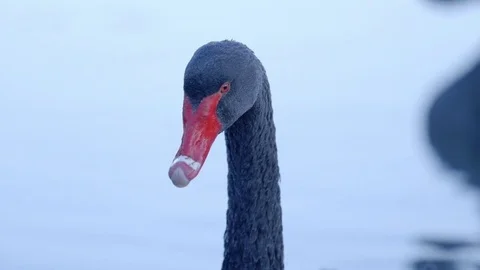 Black Swan In Close-Up Stock Footage 74685760