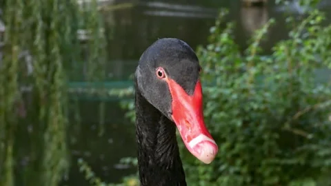 Black swan close up Stock Footage 255985557