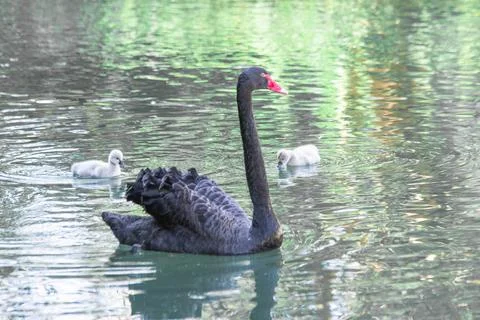 Black swan close-up swims in the lake Stock Photos