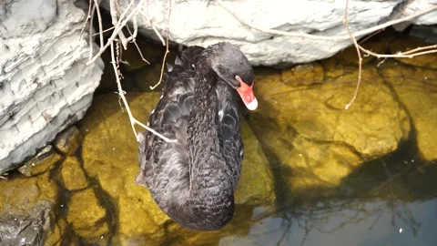Black swan combing feathers for leisure on the rocks on the shore Stock Footage 187463359