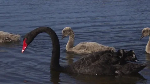 Black swan with cygnet Stock Footage 74110468
