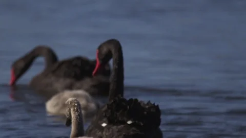 Black swan with cygnet Stock Footage 74110556