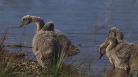 Black swan with cygnet Stock Footage 74110828