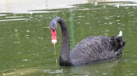 Black Swan, Cygnus atratus Stock-Footage 29325853