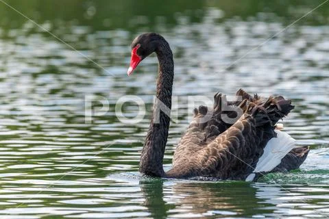 Black swan (Cygnus atratus) wading in a lake Stock Photos