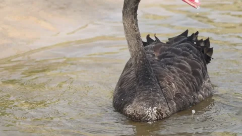 Black Swan Displaying Elegant Feather Patterns Stock Footage 311436292
