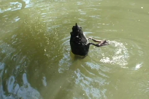 Black Swan dive  動画素材 333747