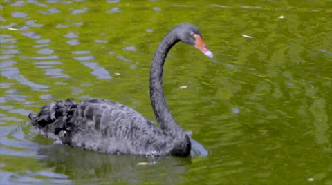 Black swan dives Stock Footage 55340131