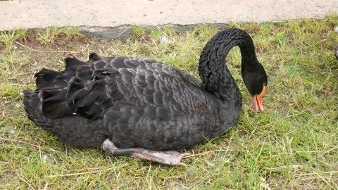 The black swan eats grass and cleans feathers 스톡 동영상 131806934