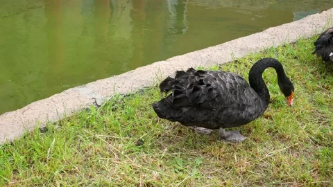The black swan eats grass and walks in a circle. 스톡 동영상 131807027