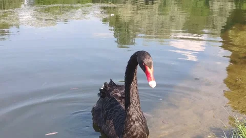 Black swan eats grass Stock Footage 157213368