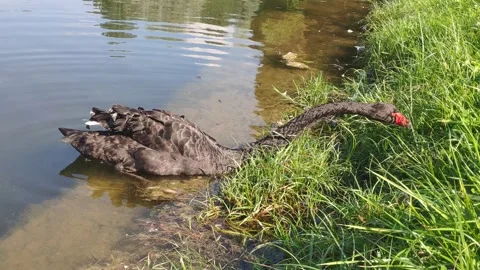 A black swan eats grass with its neck stretched out deeply Stock Footage 157213435