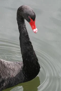 Black Swan Face Stock Photos
